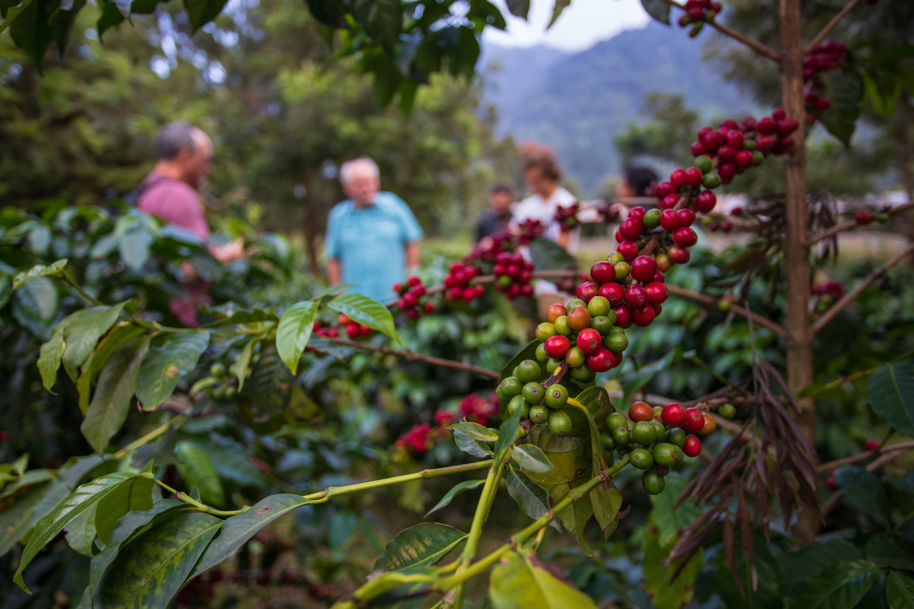 Shade grown coffee outperforms in sustainability and taste