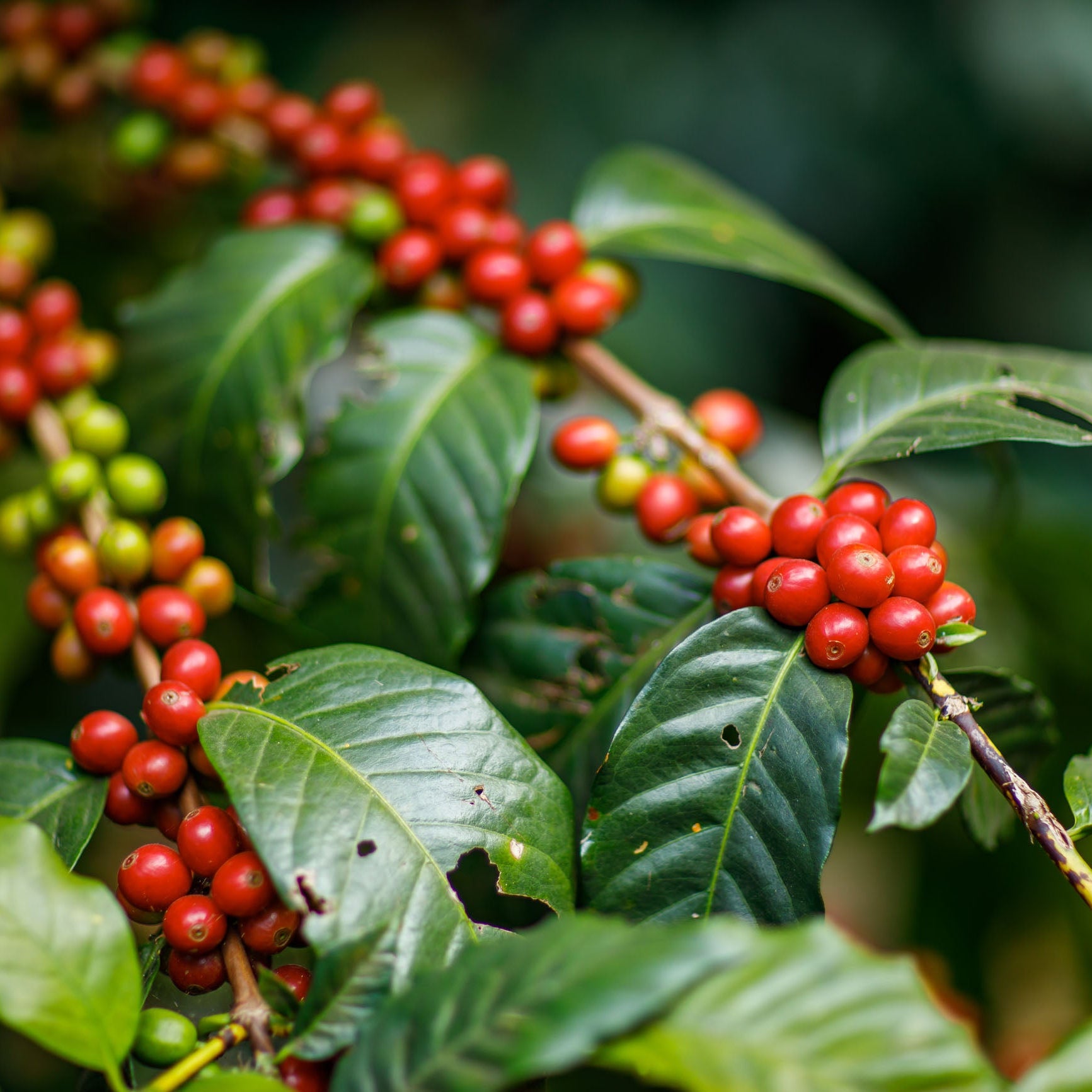 Guatemala, Atitlan
